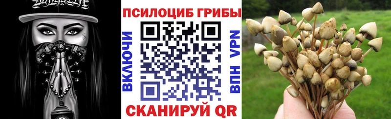 Галлюциногенные грибы Psilocybe  Владимир 
